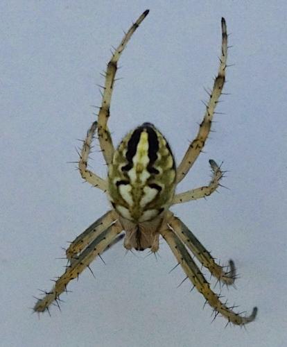 Réf. 190 459 : Neoscona adianta